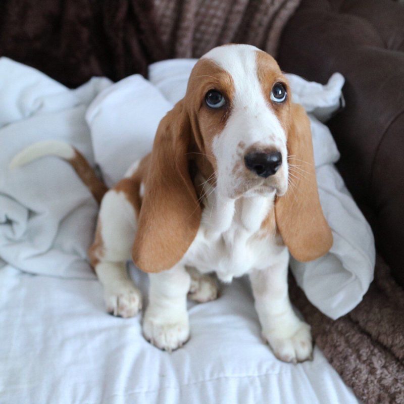 Bella