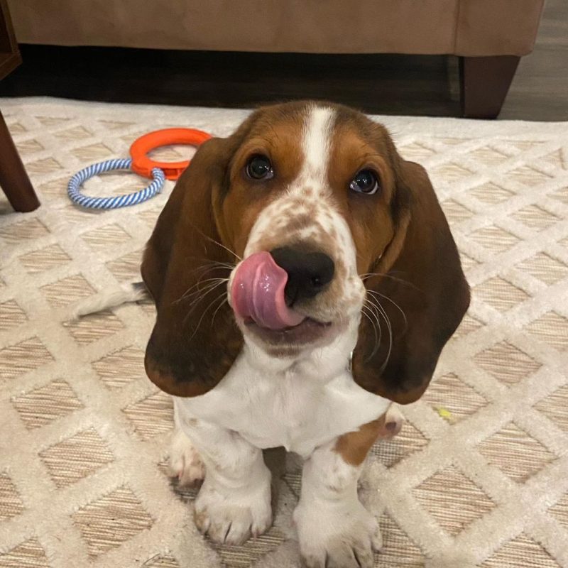 Bruno