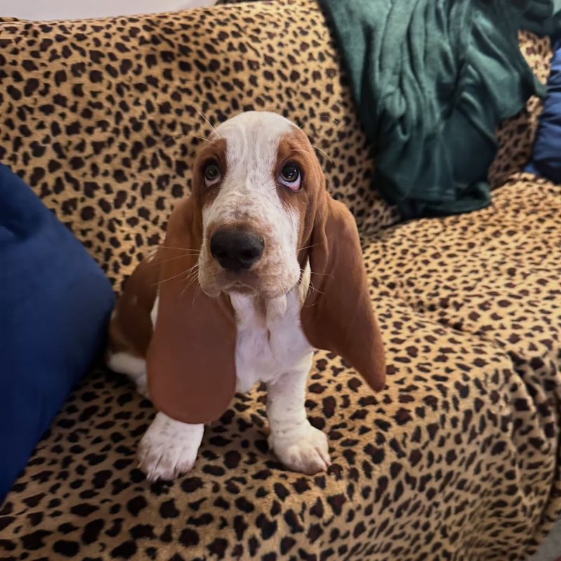 Daisy