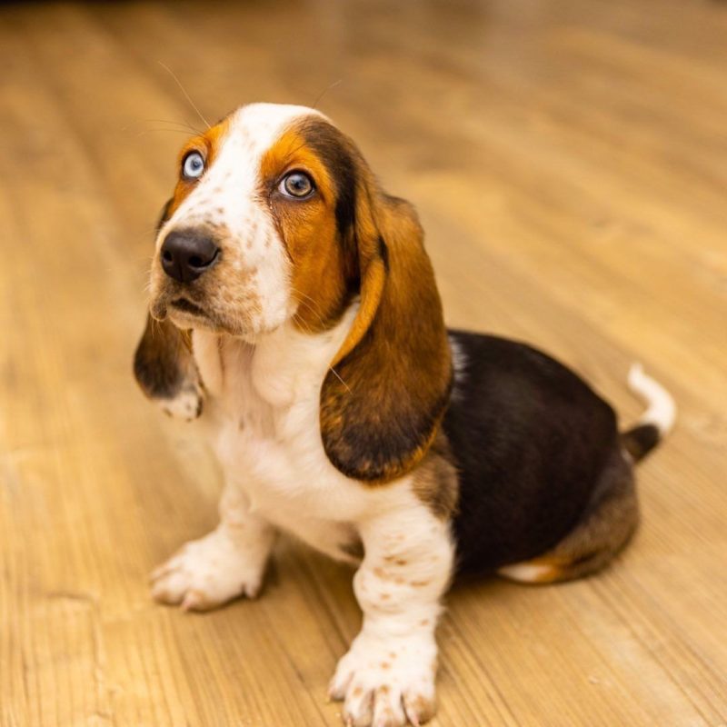 Milo