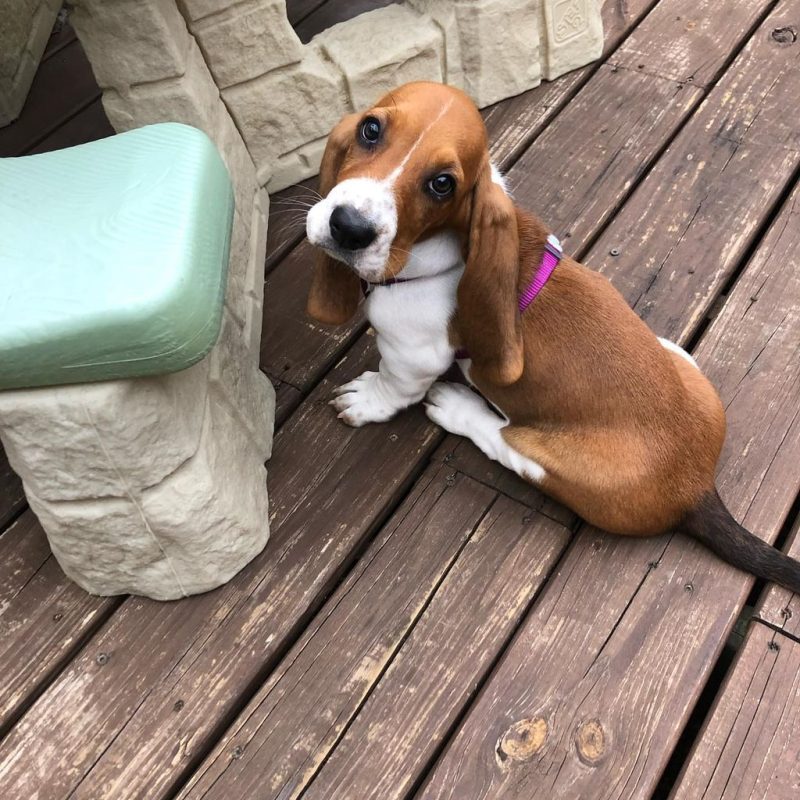 Penny