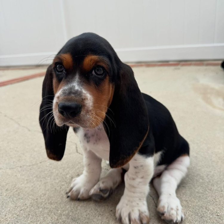 Toby
